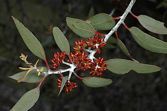 foliage Eucalyptus desmondensis buds.jpg