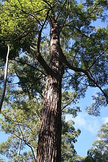 <i>Eucalyptus siderophloia</i> Species of eucalyptus
