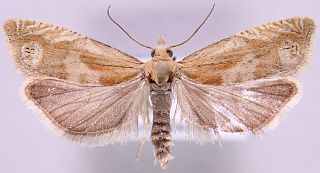 <i>Eucosma hohenwartiana</i> Species of moth