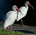 * Nomination American white ibis molting --Ianare 20:51 4 March 2008 (UTC) * Promotion Acceptable quality. -- MJJR 21:30, 5 March 2008 (UTC)