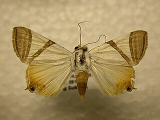 <i>Eulepidotis persimilis</i> Species of moth