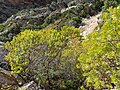 Euphorbia dendroides (Corse)