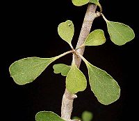 Euphorbia denisii