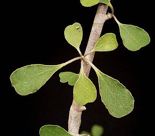 <i>Euphorbia denisii</i> Species of flowering plant
