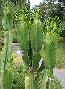 Euphorbia abyssinica