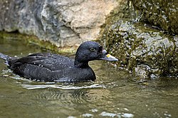 Eurasian common scoter.jpg