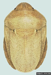 <i>Eurygaster integriceps</i>