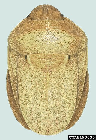 <i>Eurygaster integriceps</i> Species of true bug