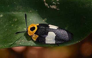 <i>Eushelfordia</i> Genus of cockroaches