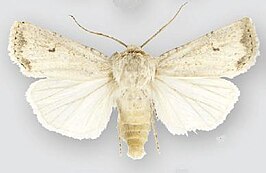 Euxoa misturata