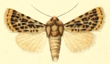 Euxoa trifida.png