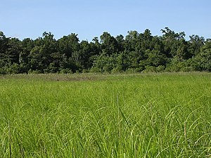 Extensive swampland and tall grassland in Sungai Clere area, Welaluhu, Manufahi (15 Jun 2005).jpg