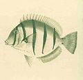 FMIB 32698 Acanthurus Hirudo.jpeg