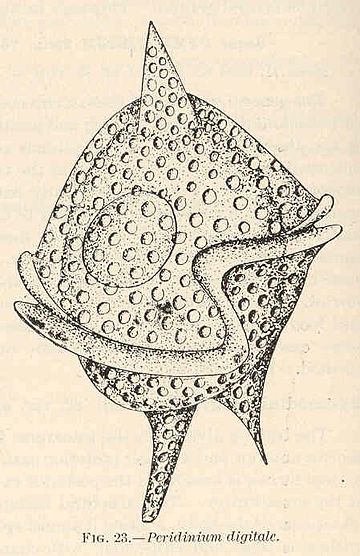 Peridinium