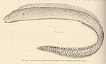 Miniatura para Gymnothorax elegans