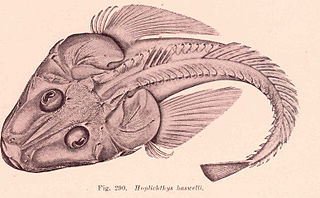 <span class="mw-page-title-main">Armoured flathead</span> Species of fish