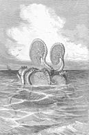 Links: Biologisch korrekte farbige Abbildung von Argonauta argo aus dem Jahr 1896 mit über das Gehäuse gezogenen Häuten des 1. Armpaars. Rechts: Fantasiedarstellung eines Papierbootes an der Meeresoberfläche aus dem Jahr 1868: Basierend auf Beschreibungen aus der Antike (siehe unten) bestand noch im 19. Jahrhundert die Vorstellung, dass diese Häute als Segel für die Fort­be­we­gung verwendet würden.[1] Zwar gibt es tatsächlich Meeres­tiere, die eine solche Art der Fortbewegung praktizieren (vgl. → Portugiesische Galeere), die Papierboote gehören jedoch nicht dazu. Diese halten sich fast immer unterhalb der Meeres­ober­fläche auf und nutzen dort, wie die meisten Kopffüßer, einen Rück­stoß­antrieb für die Fort­bewe­gung.