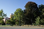 Copper beech (Fagus sylvatica purpurea)