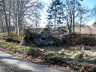 Delny Human settlement in Scotland