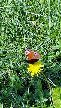 Una farfalla Lycaena su un fiore di tarassaco]]