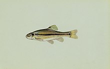 Fathead minnow.jpg