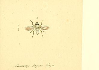 Illustration in Fauna Germanica, Diptera. Fauna Germanica, Diptera BHL12719218.jpg