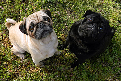 Fawn-pug-and-black-pug