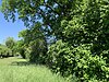 Field hedge in the Gewann Gässle.jpg