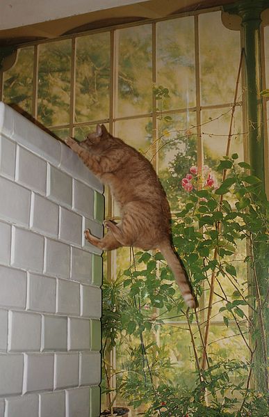 File:Felis catus jumping on tiled stove.JPG