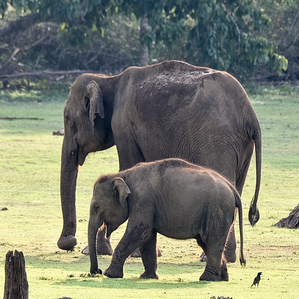 File:Female Baby Elephant Nagarhole Apr22 D72 23751.jpg