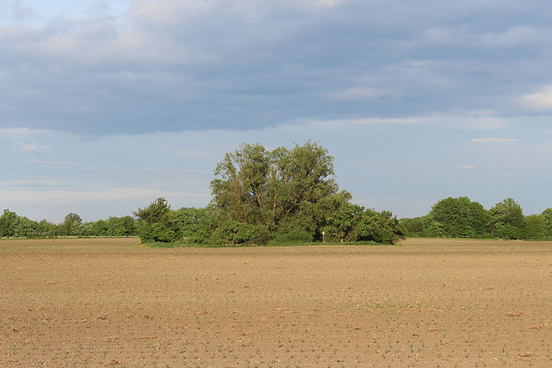 File:Feuchtbiotop Münchendorf (2).JPG