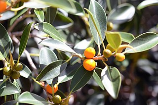 <i>Ficus brachypoda</i> Species of fig