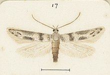 Illustration by George Hudson c. 1927 Fig 17 MA I437626 TePapa Plate-XXVII-The-butterflies full (cropped).jpg