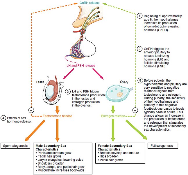 File:Figure 28 03 01.jpg