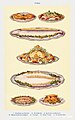 Fish IV- Scallops au Gratin, Red Mullet, Salmon au Naturel, Mayonnaise of Lobster, Turbot, River Trout, and Fried Smelts from Mrs. Beeton& -39;s Book of Household Management. Digitally enhanced from our own 1923 edition.jpg