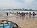 Fishermen are pulling a net full of fish in Galle.jpg
