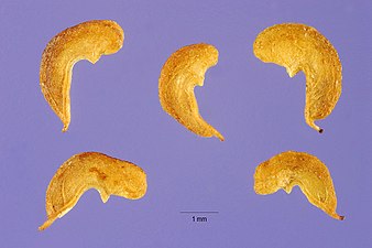 Älggräs: Beskrivning, Förväxlingsarter, Biotop