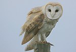 Flickr - Rainbirder - Barn Owl (Tyto alba).jpg