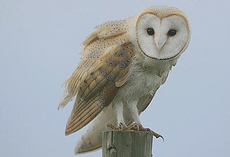 Schleiereule (Barn Owl)