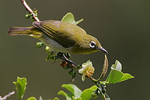 Flickr - Rainbirder - Ceylan blanc des yeux (Zosterops ceylonensis) .jpg