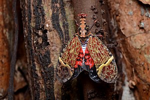 R1 vote: 128 Flickr - ggallice - Hopper (1).jpg