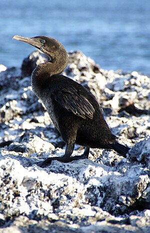 Nefluga kormorano, Isabela Golfo, Isabela Insulo, Galapagoj.