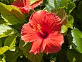 * Nomination Hibiscus rosa-sinensis, Quintana Roo, Mexico --Lmbuga 12:47, 30 December 2012 (UTC) * Promotion Good quality. --Poco a poco 17:11, 30 December 2012 (UTC)