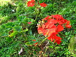 English: Red flowers