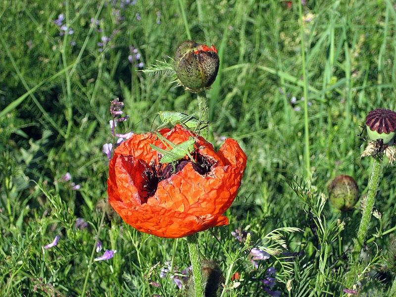 File:Flowers, Vayots Dzor 06.jpg