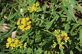 Flat-topped goldenrod with unknown Miridae