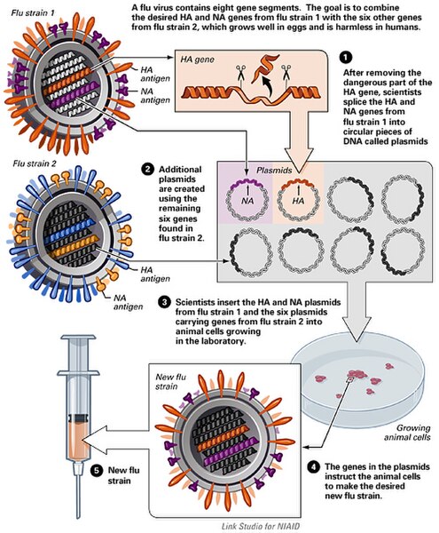 File:Flu Vaccine.jpg