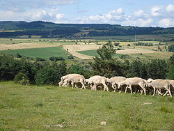 Fontanes (Lozère, Fr), moutons sur le haut plateau.JPG