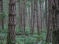 Hutan di Pulau San Juan, Washington.