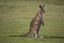 Macropus giganteus tasmaniensis (Forester kangaroo) juvenile